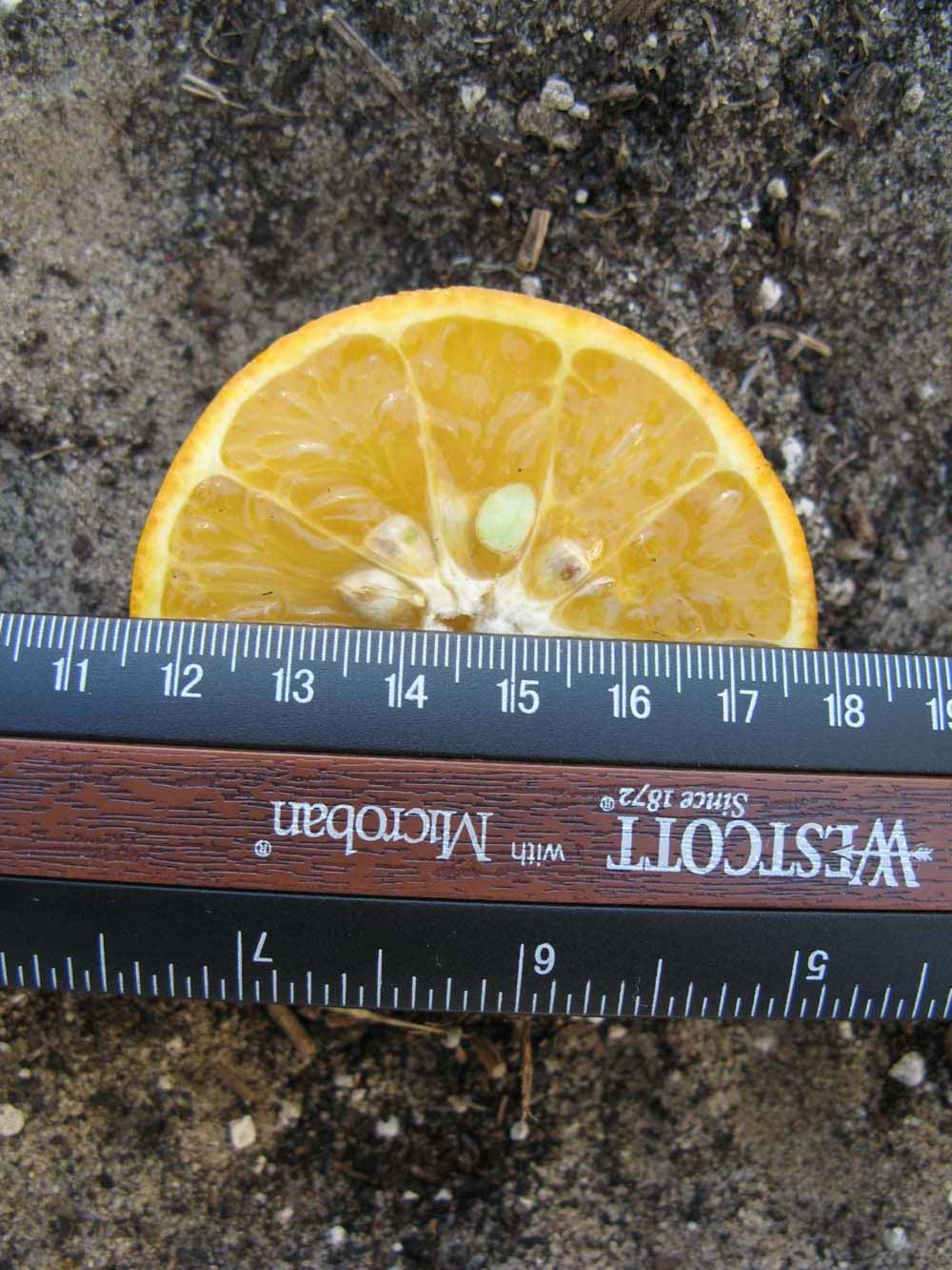            Fruit cross-section (Winter Haven, FL)   